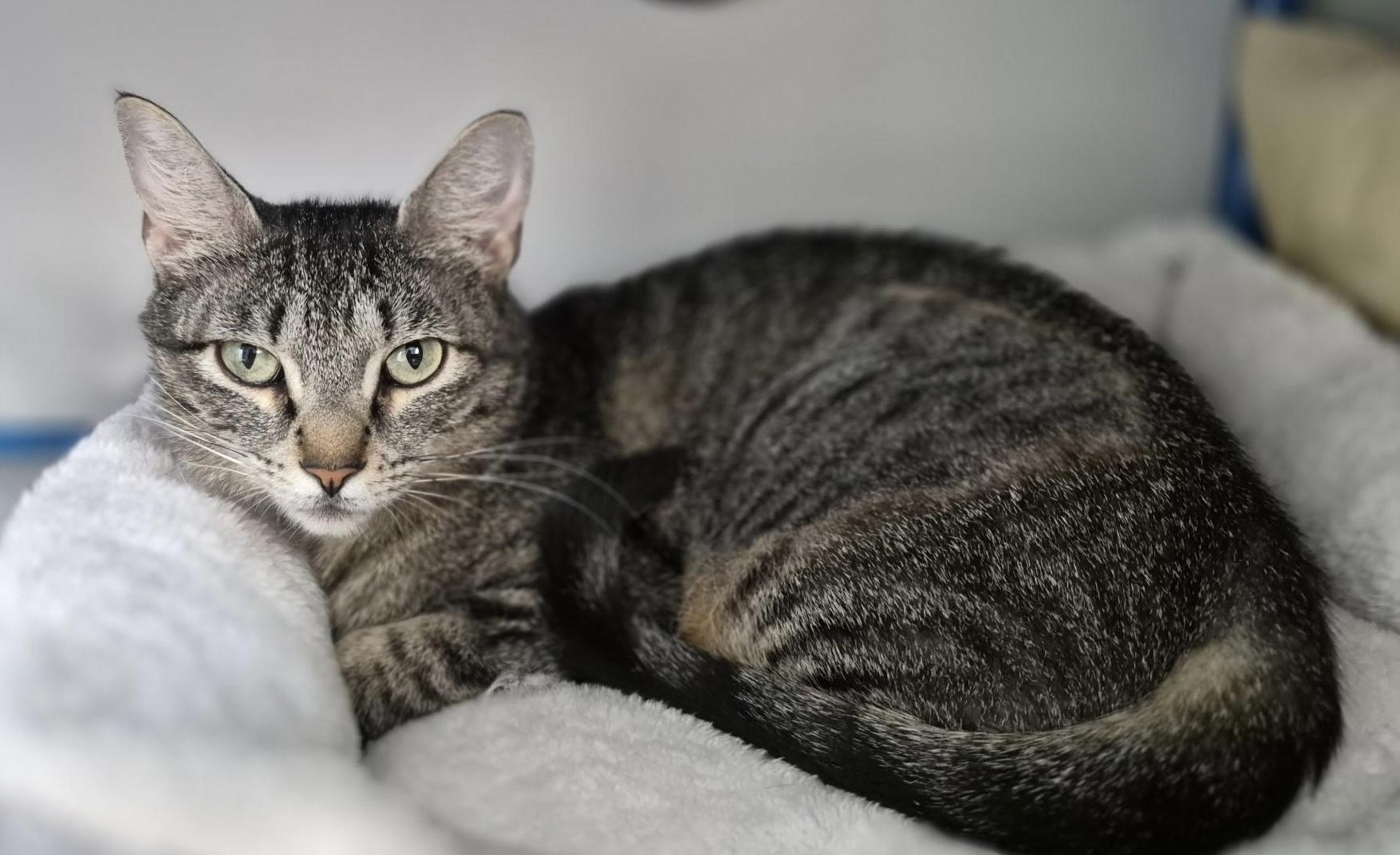 Phyllis (mom) and Emily(daughter)- Fee Sponsored, a ADOPTABLE Domestic Short Hair in Leesburg, VA image 5/6