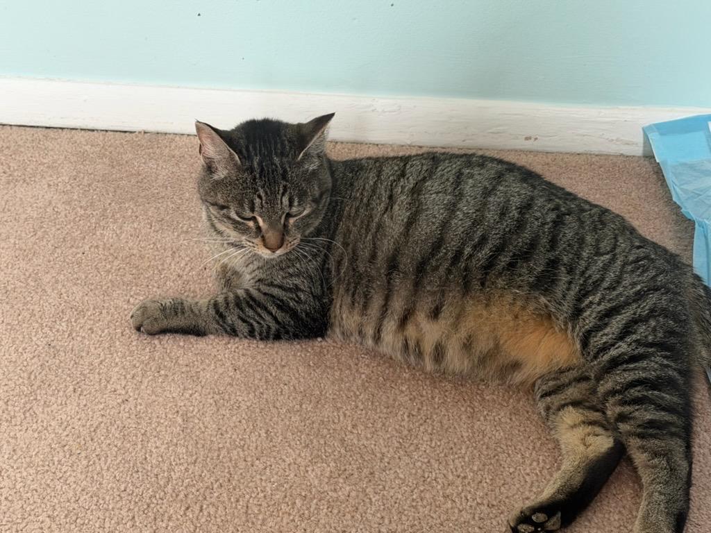Phyllis, a ADOPTABLE Domestic Short Hair in Leesburg, VA image 4/4