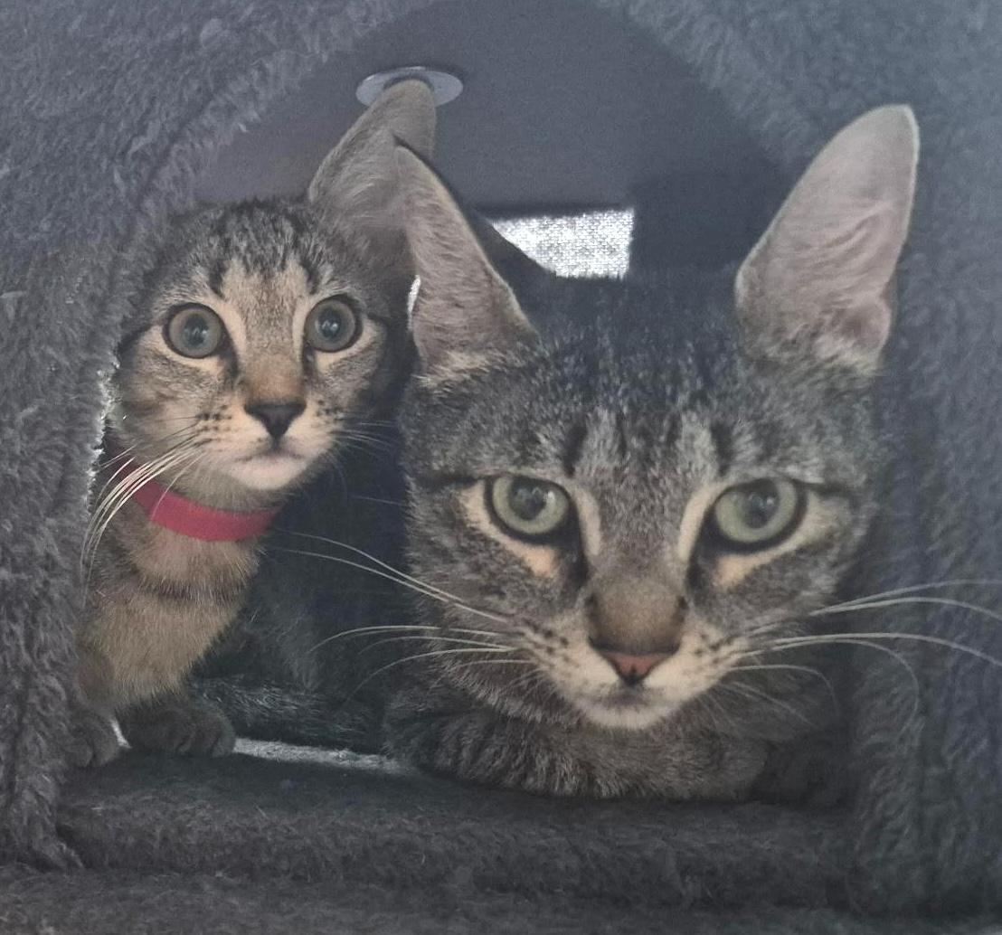 Phyllis (mom) and Emily(daughter)- Fee Sponsored, ADOPTABLE, Adult Female Domestic Short Hair.