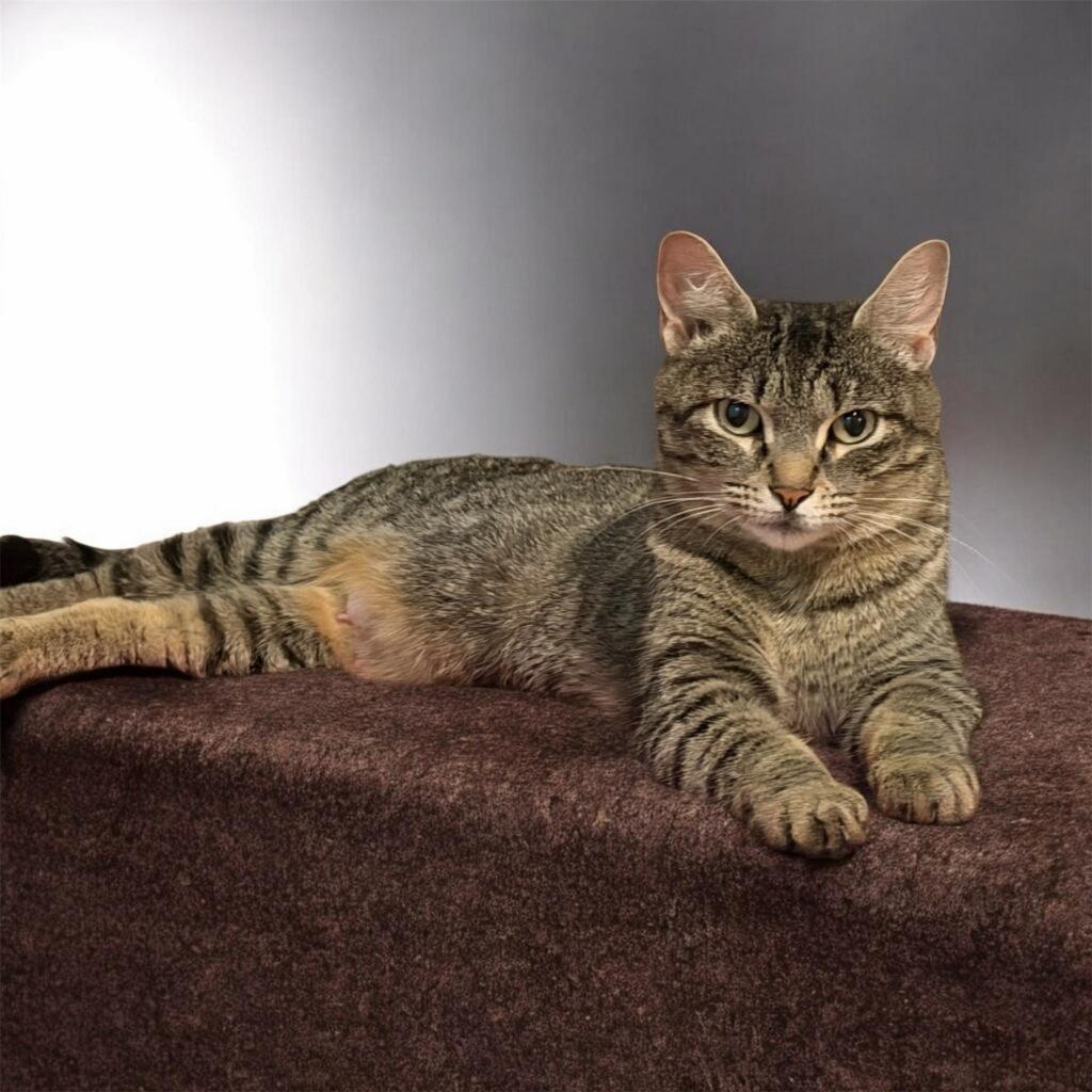 Phyllis, a ADOPTABLE Domestic Short Hair in Leesburg, VA image 1/4