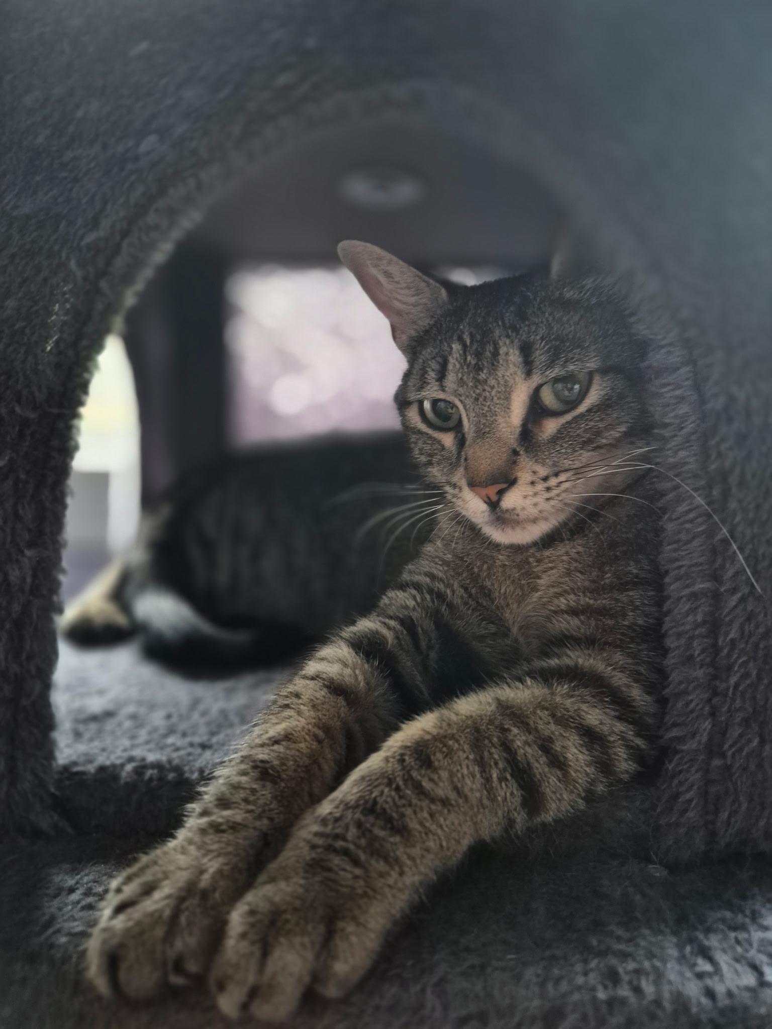 Phyllis (mom) and Emily(daughter)- Fee Sponsored, a ADOPTABLE Domestic Short Hair in Leesburg, VA image 3/6