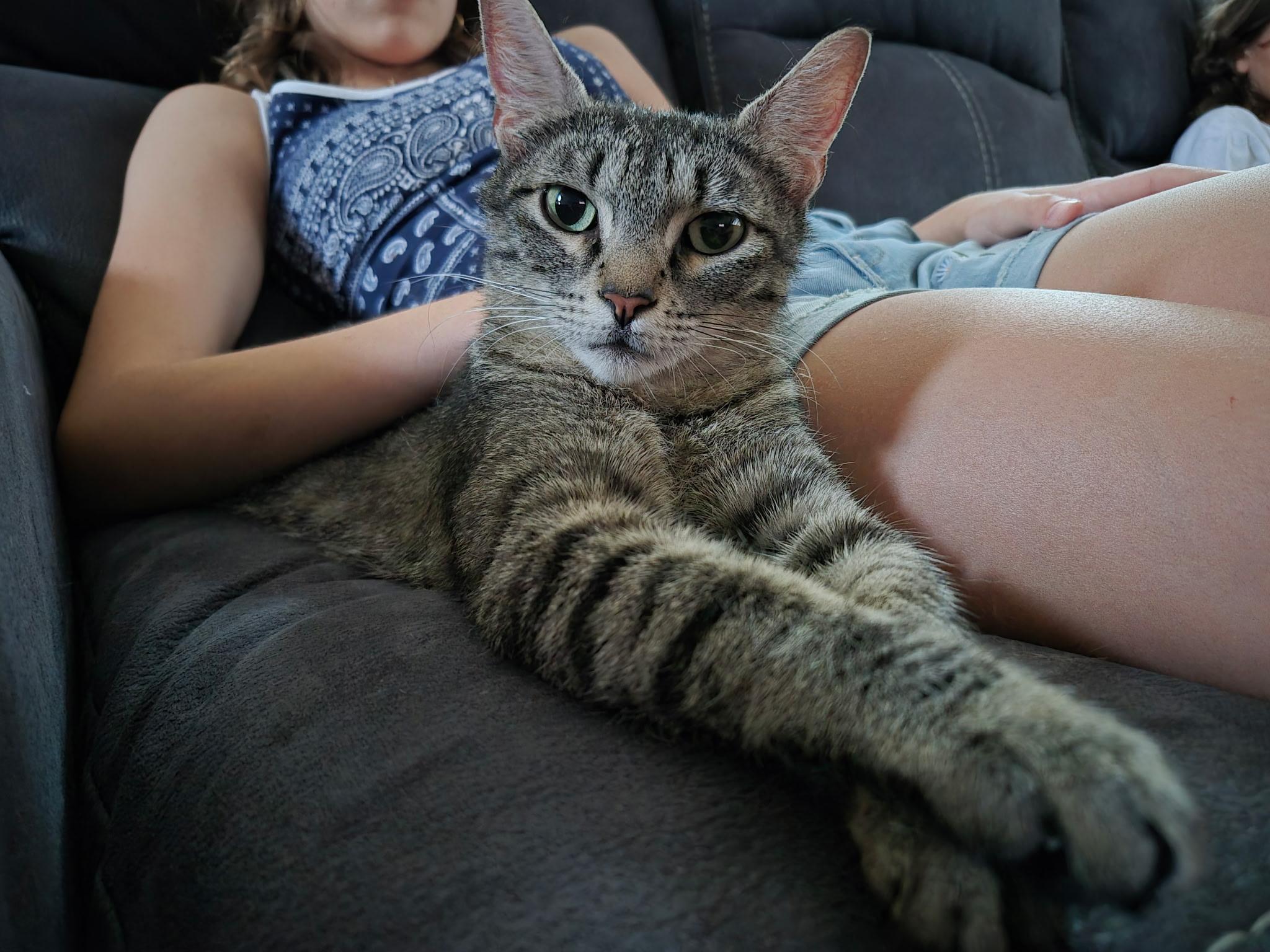 Phyllis (mom) and Emily(daughter)- Fee Sponsored, a ADOPTABLE Domestic Short Hair in Leesburg, VA image 4/6