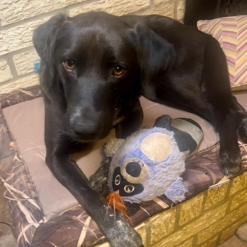 Enlarge Sassy, a Adoptable Australian Cattle Dog / Blue Heeler in Mount Pleasant, TX image 1/6