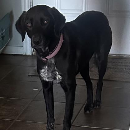 Enlarge Sassy, a Adoptable Australian Cattle Dog / Blue Heeler in Mount Pleasant, TX image 2/6