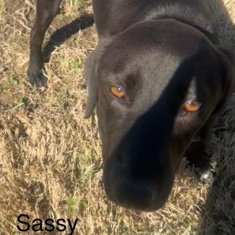 Enlarge Sassy, a Adoptable Australian Cattle Dog / Blue Heeler in Mount Pleasant, TX image 4/6