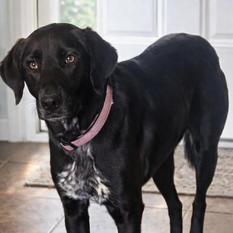 Enlarge Sassy, a Adoptable Australian Cattle Dog / Blue Heeler in Mount Pleasant, TX image 5/6