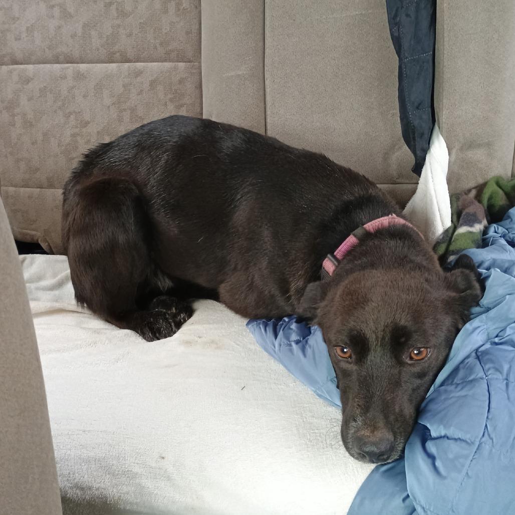 Sassy, Adoptable, Young Female Australian Cattle Dog / Blue Heeler.