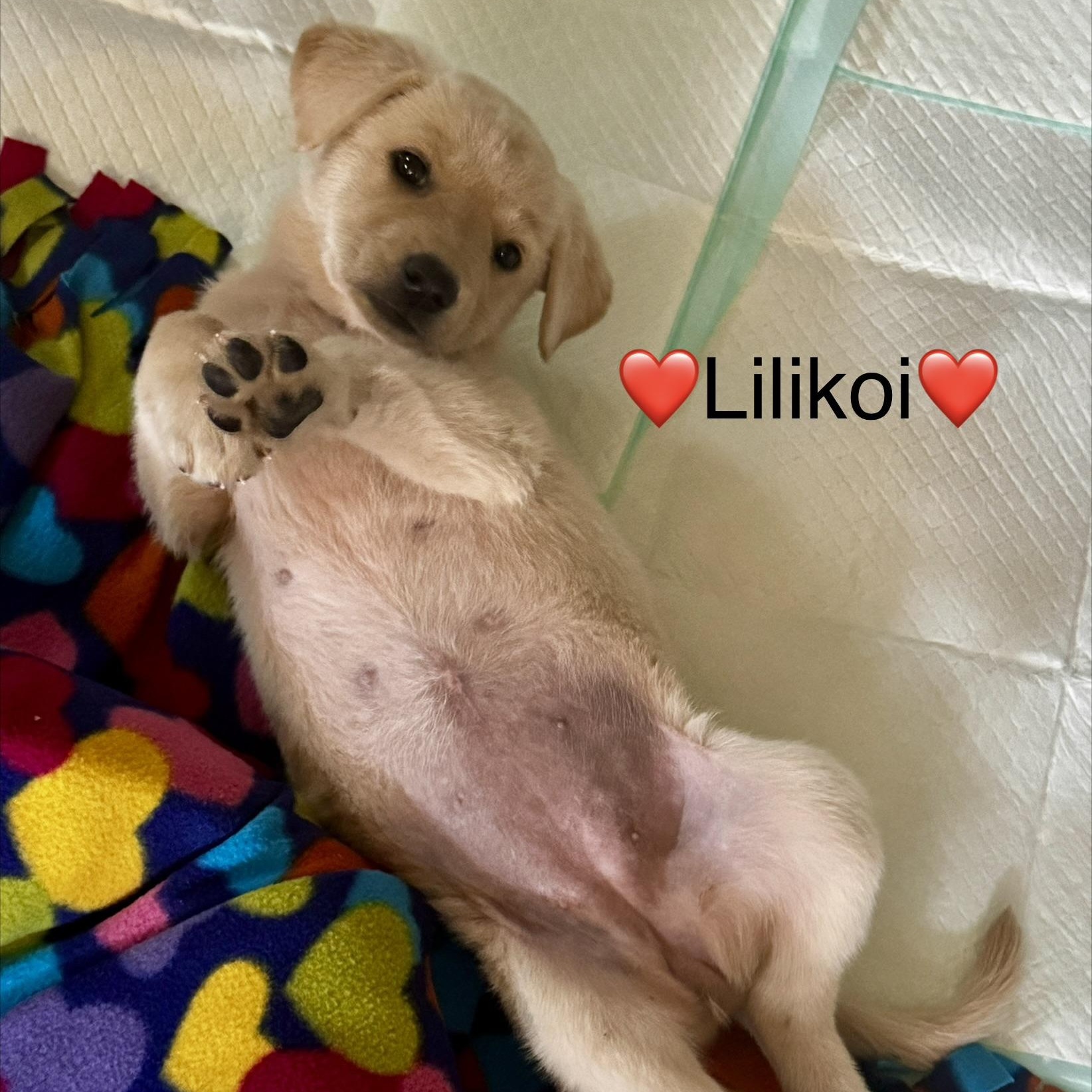 Meet LILLY - OKLAHOMA 9, a ADOPTABLE mixed breed in Eagle, ID image 2/5