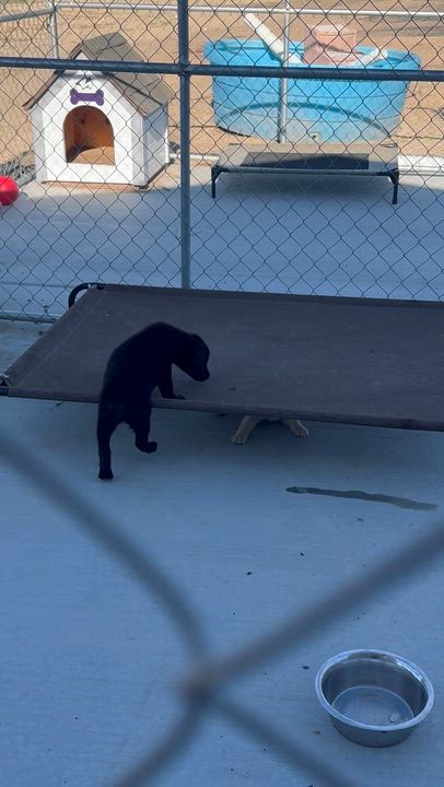 Enlarge Meet LILLY - OKLAHOMA 9, a ADOPTABLE mixed breed in Eagle, ID video 5/5