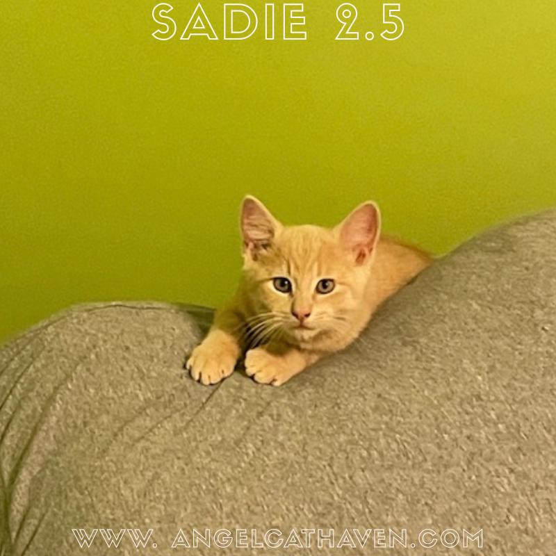 Sadie 2.5