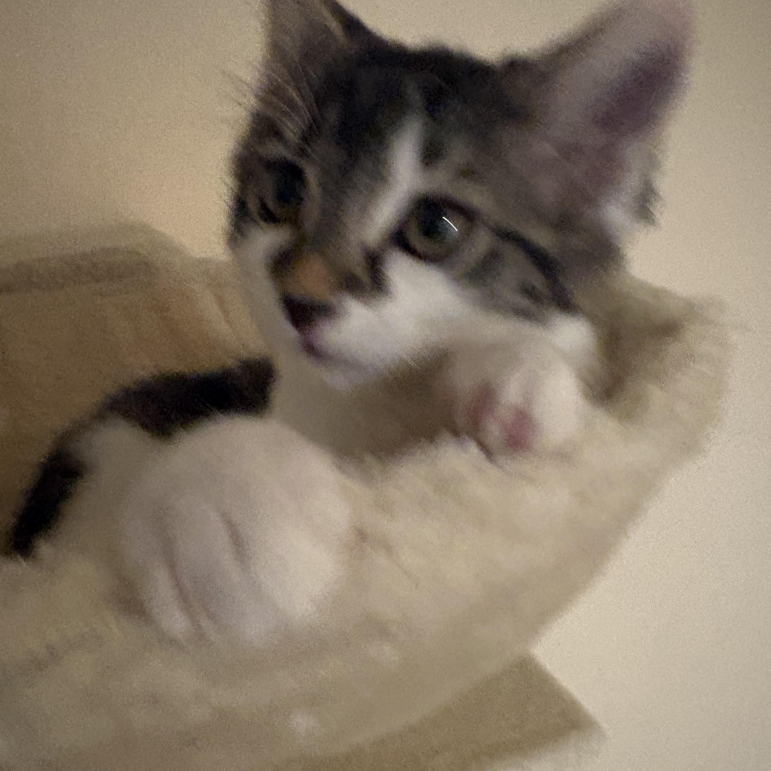 Enlarge Babybel, a ADOPTABLE Domestic Medium Hair in Woodinville, WA image 3/5