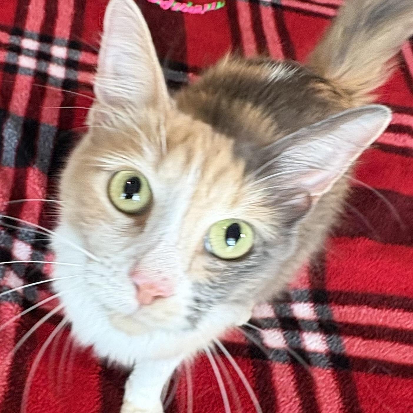 Enlarge Desert Rose, a Adoptable Domestic Long Hair in Grand Junction, CO image 2/6