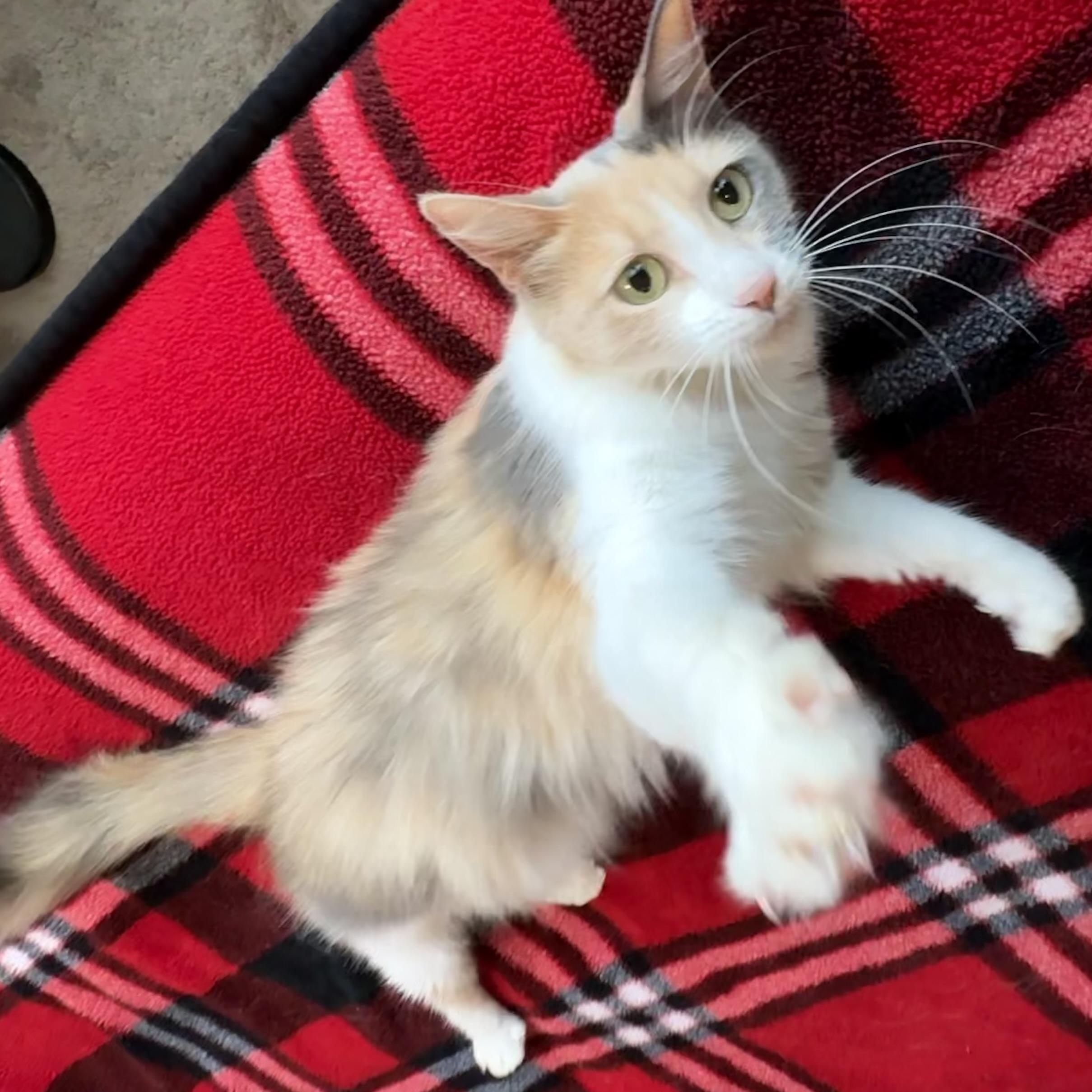 Enlarge Desert Rose, a Adoptable Domestic Long Hair in Grand Junction, CO image 3/6