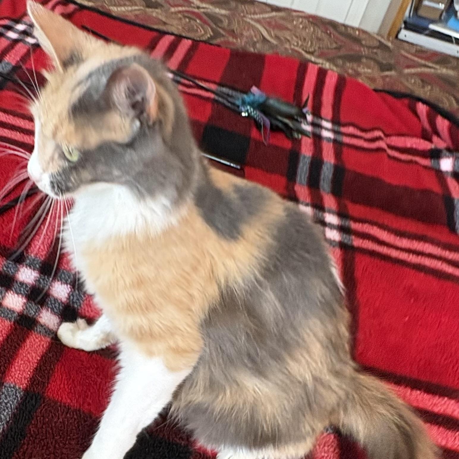 Enlarge Desert Rose, a Adoptable Domestic Long Hair in Grand Junction, CO image 4/6