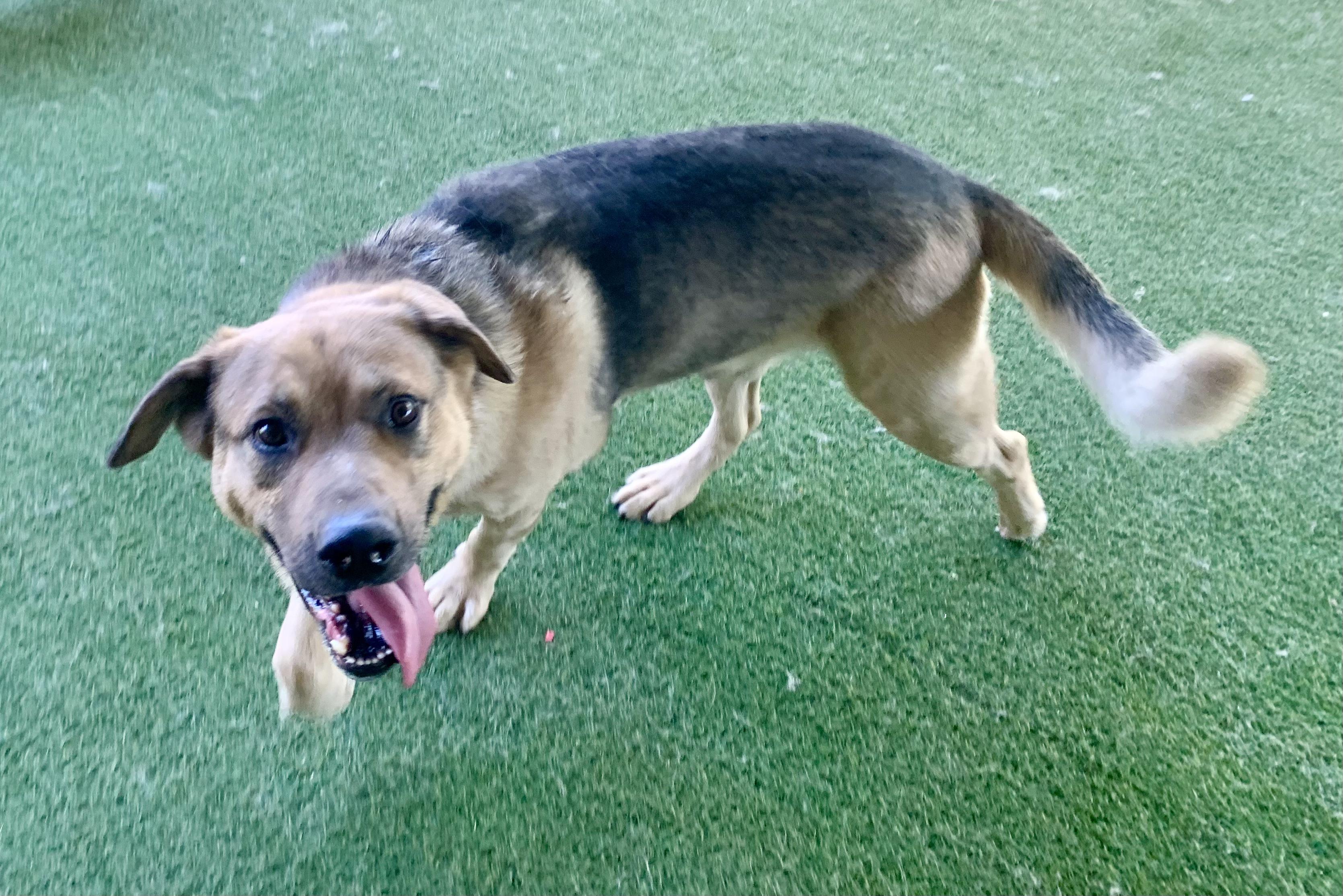 Enlarge Norman, a ADOPTABLE mixed breed in Grass Valley, CA image 3/6