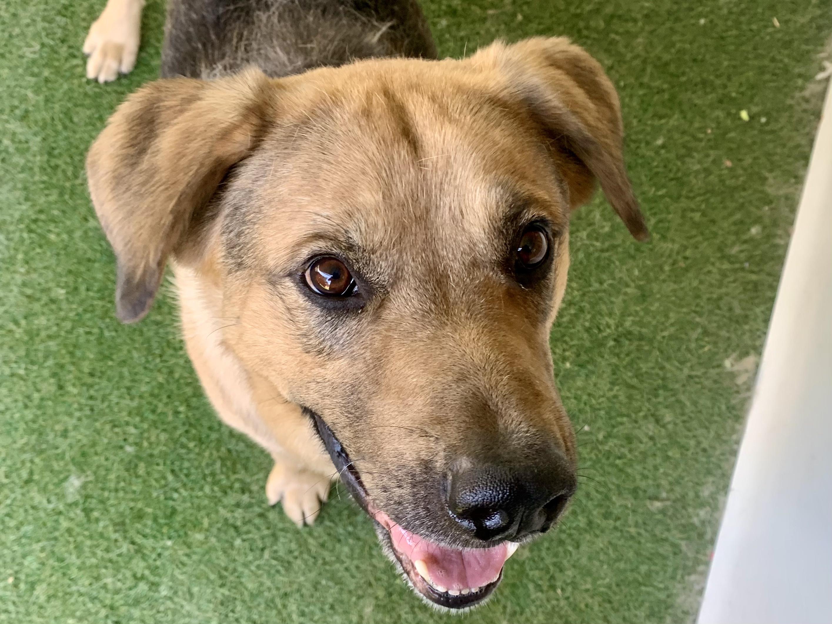 Enlarge Norman, a ADOPTABLE mixed breed in Grass Valley, CA image 2/6