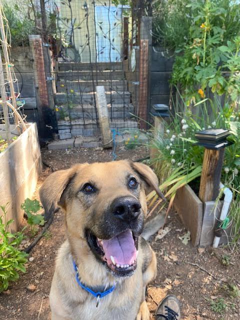Enlarge Norman, a ADOPTABLE mixed breed in Grass Valley, CA image 4/6