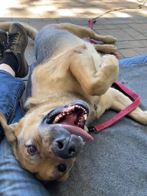 Enlarge Norman, a ADOPTABLE mixed breed in Grass Valley, CA image 5/6