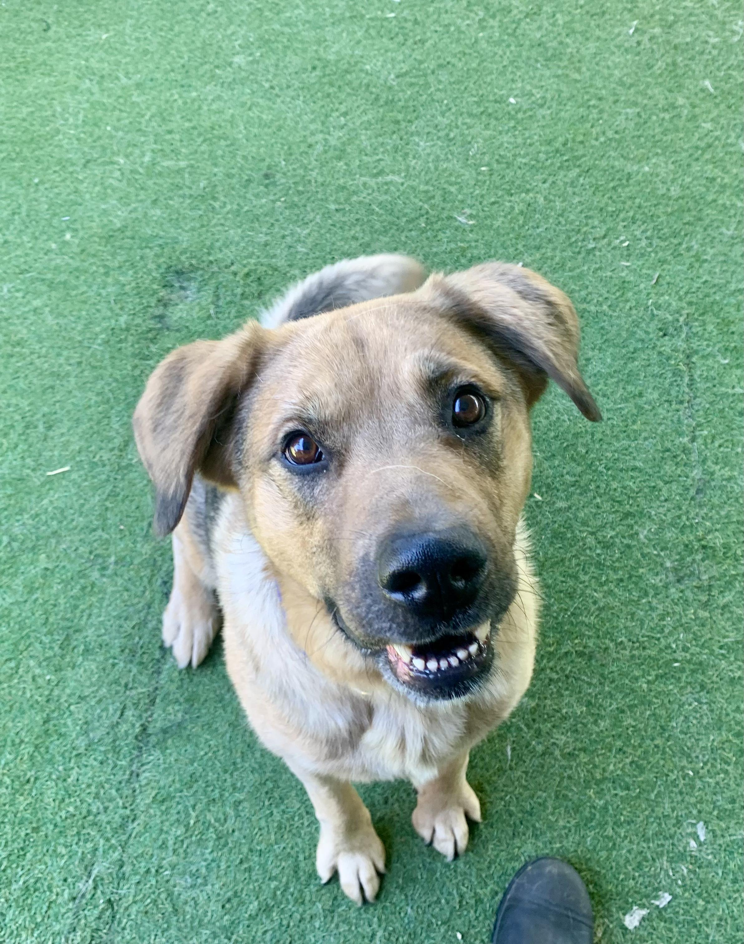 Norman, ADOPTABLE, Adult Male Shepherd.