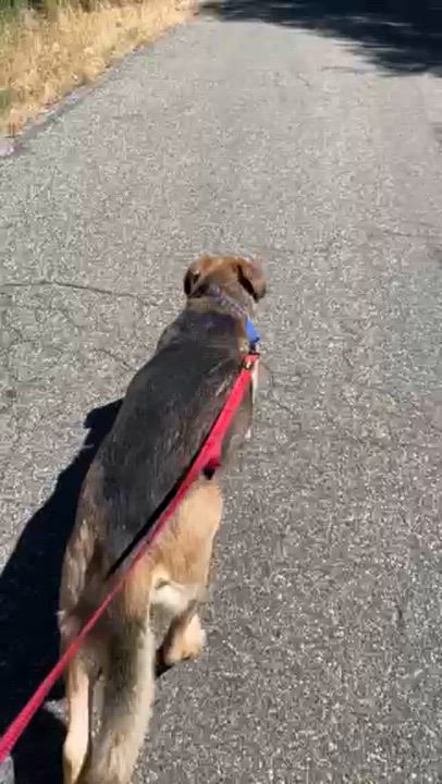 Enlarge Norman, a ADOPTABLE mixed breed in Grass Valley, CA video 6/6