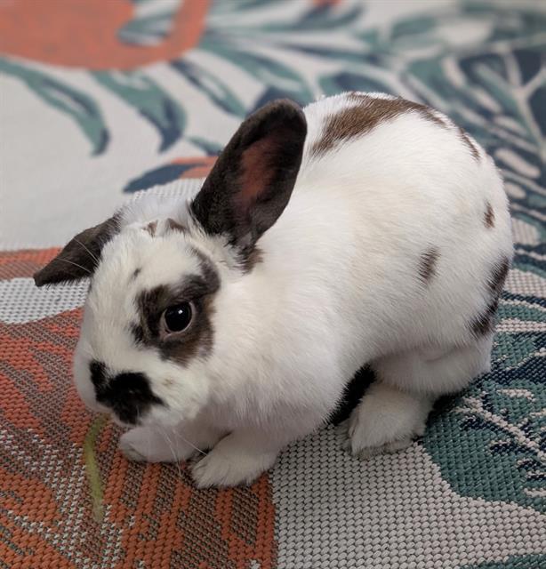 BRITE, Adoptable, Adult Female Bunny Rabbit & Dutch.