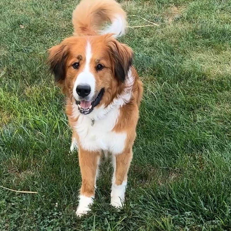 Enlarge Fiona, a Adoptable mixed breed in Glenelg, MD image 6/6