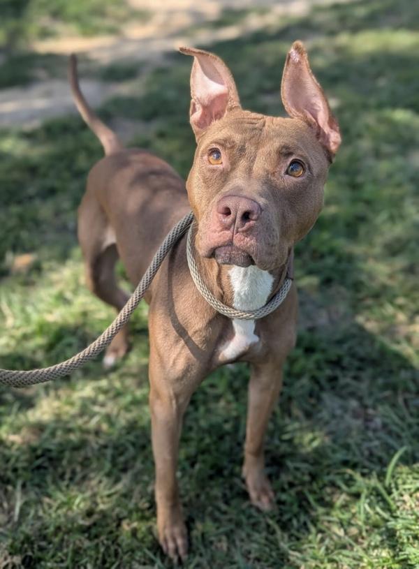 Bag Lady, Adoptable, Adult Female Pit Bull Terrier.