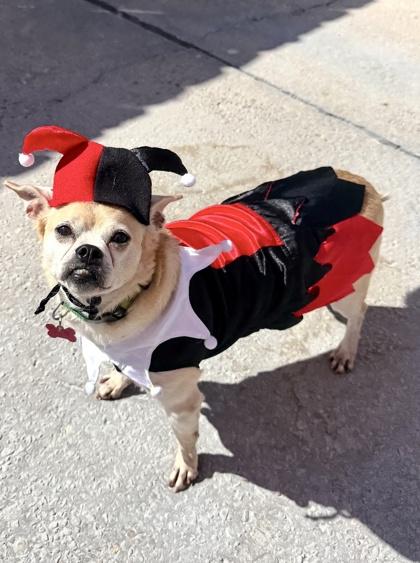 Twain, Adoptable, Adult Male Terrier & Mixed Breed.