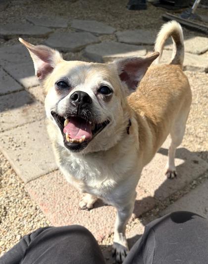 Twain, Adoptable, Adult Male Terrier & Mixed Breed.