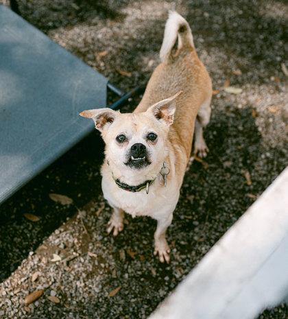 Twain, Adoptable, Adult Male Terrier & Mixed Breed.