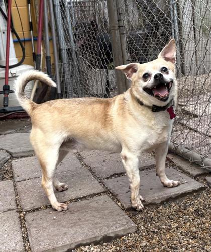 Enlarge Twain, a Adoptable mixed breed in New Orleans, LA image 2/3