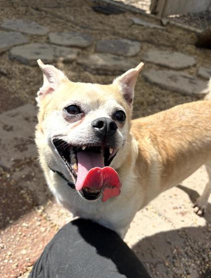 Enlarge Twain, a Adoptable mixed breed in New Orleans, LA image 3/3