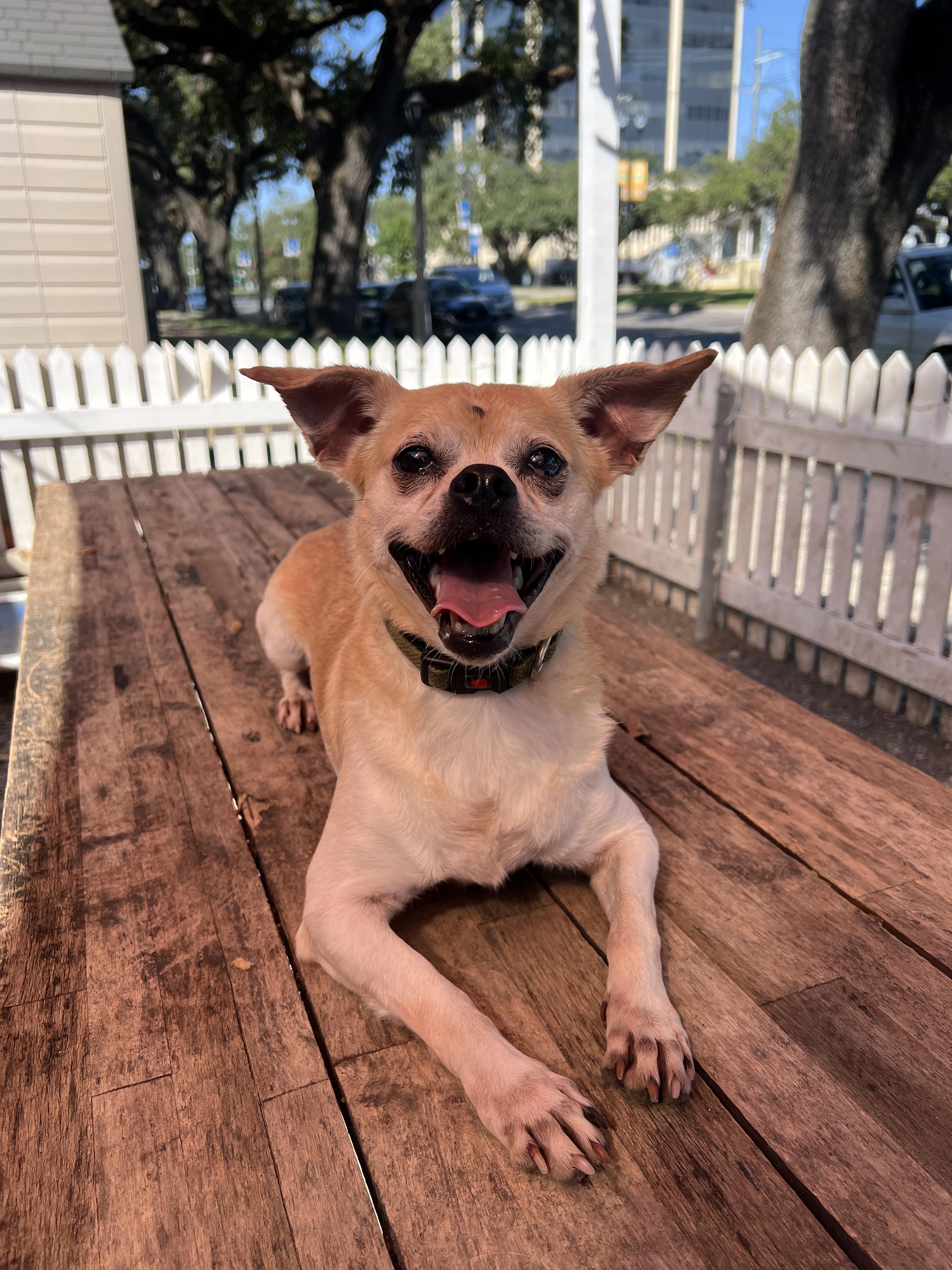 Enlarge Twain, a Adoptable mixed breed in New Orleans, LA image 2/3