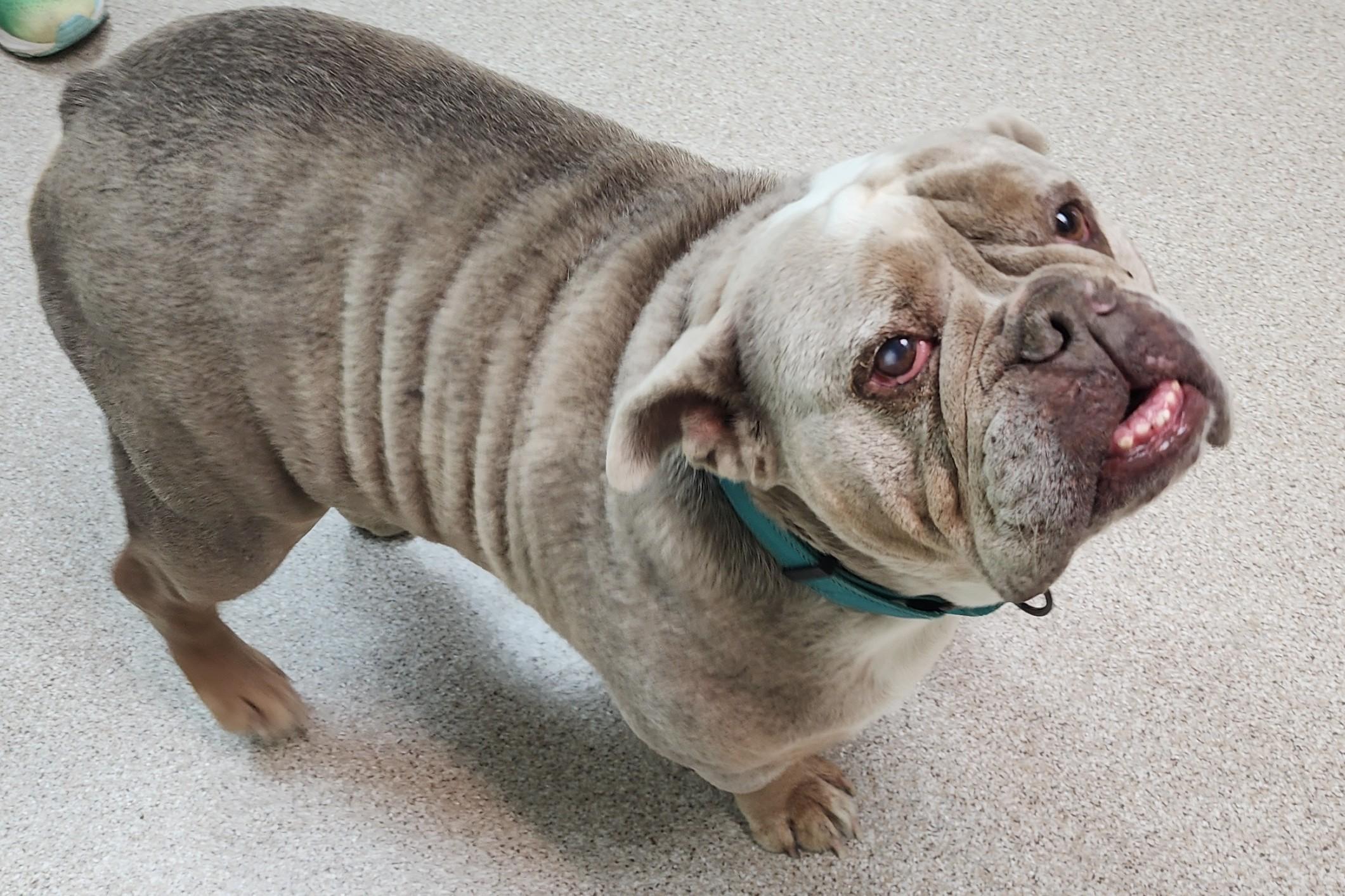 Kai, an adopted English Bulldog in Fairfield, IA image 2/2