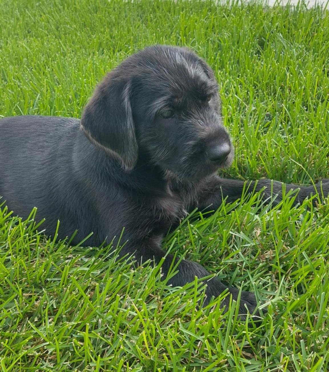 Enlarge Tucker, an adopted mixed breed in Moorhead, MN image 1/4