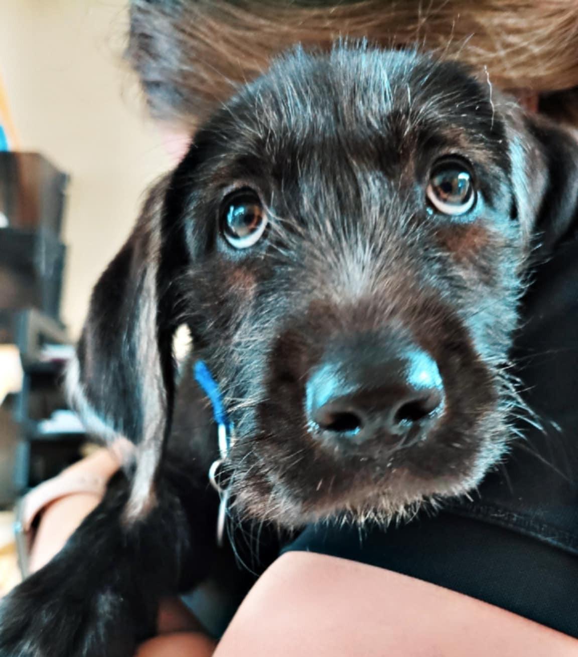 Enlarge Tucker, an adopted mixed breed in Moorhead, MN image 2/4