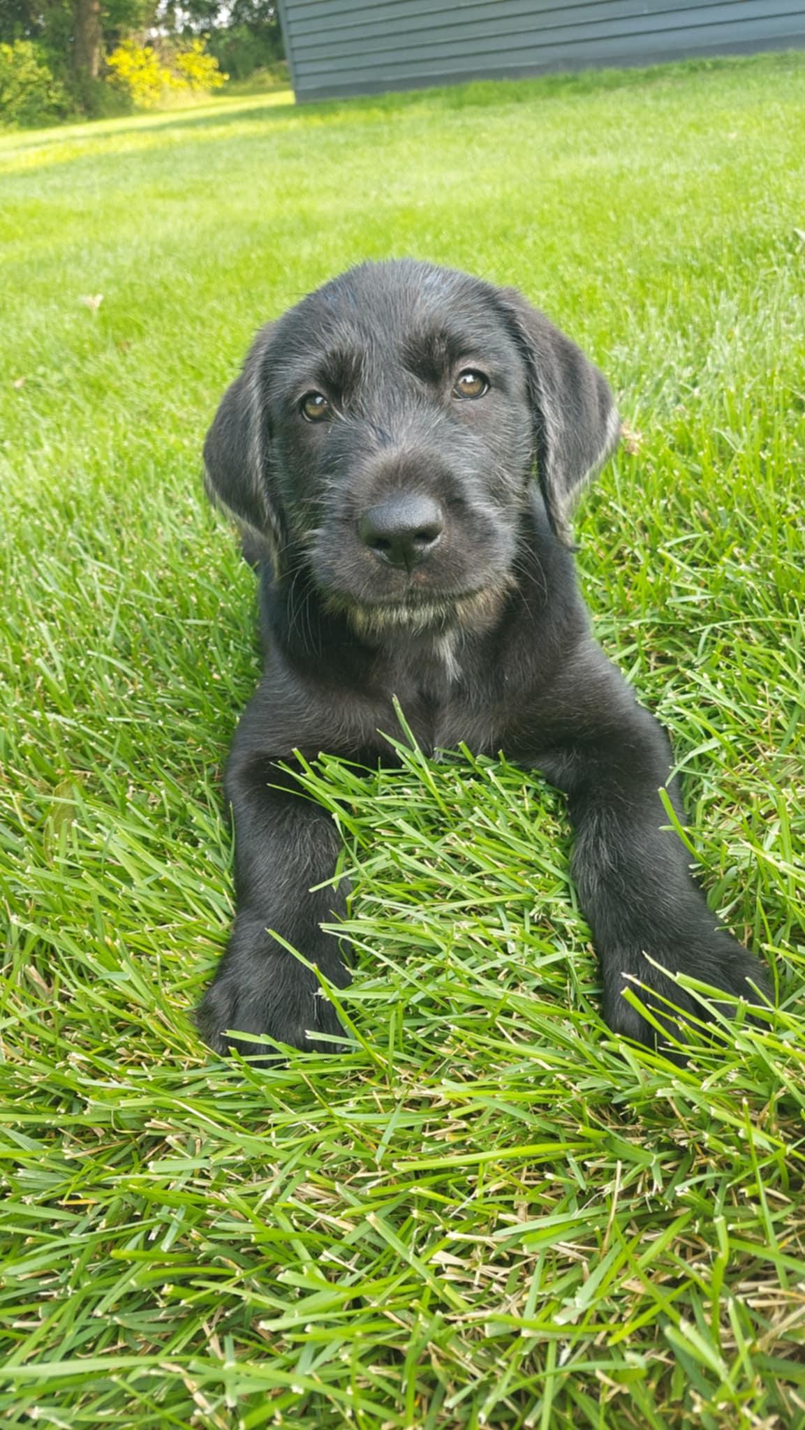 Enlarge Tucker, an adopted mixed breed in Moorhead, MN image 3/4