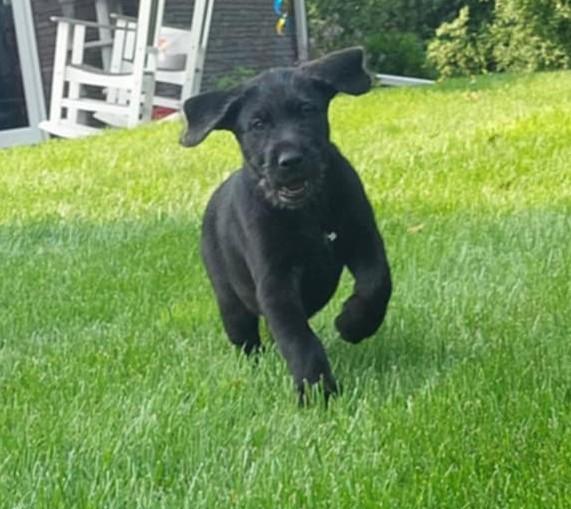 Enlarge Tucker, an adopted mixed breed in Moorhead, MN image 4/4