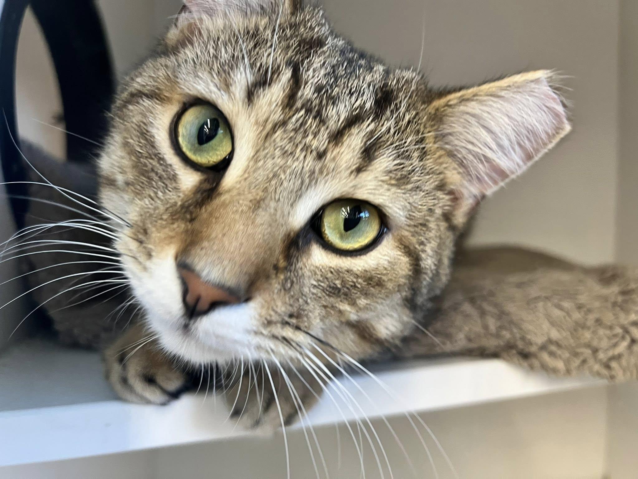 Gig, adopted, Adult Male Domestic Short Hair.