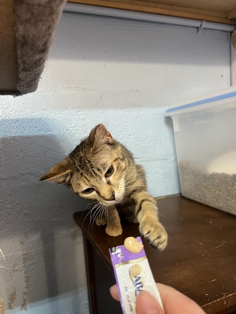 Elara, Adoptable, Kitten Female Domestic Short Hair.