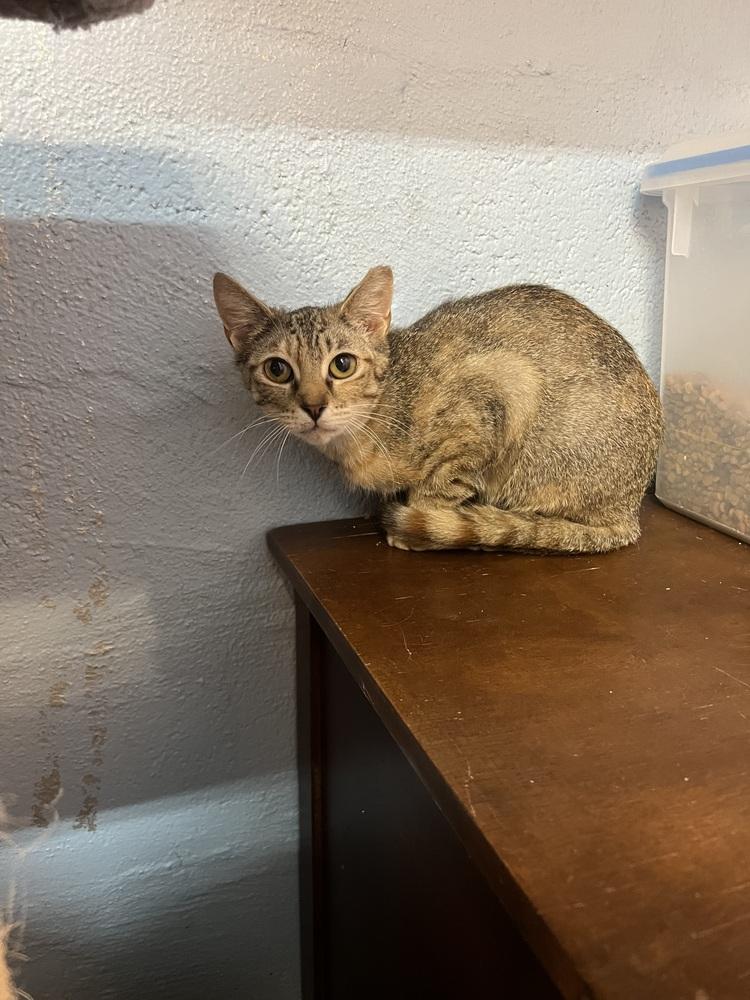 Enlarge Elara, a Adoptable mixed breed in West Mifflin, PA image 3/4