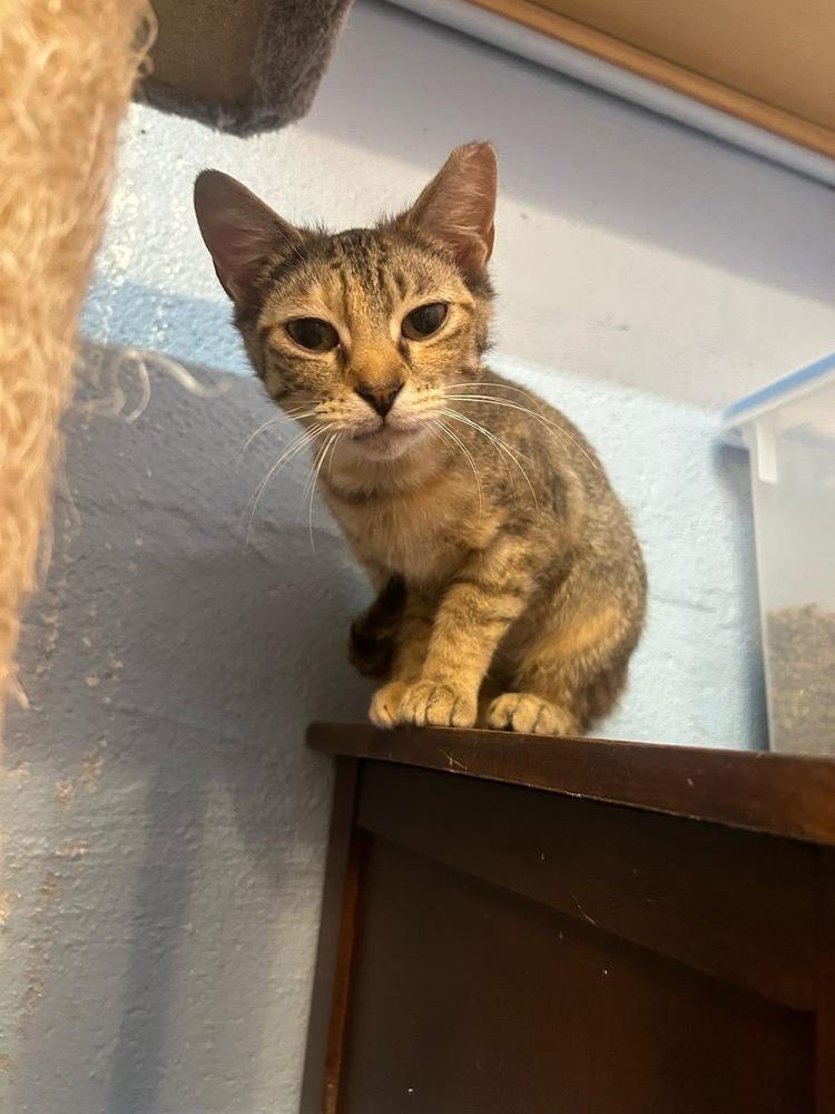 Enlarge Elara, a Adoptable mixed breed in West Mifflin, PA image 4/4