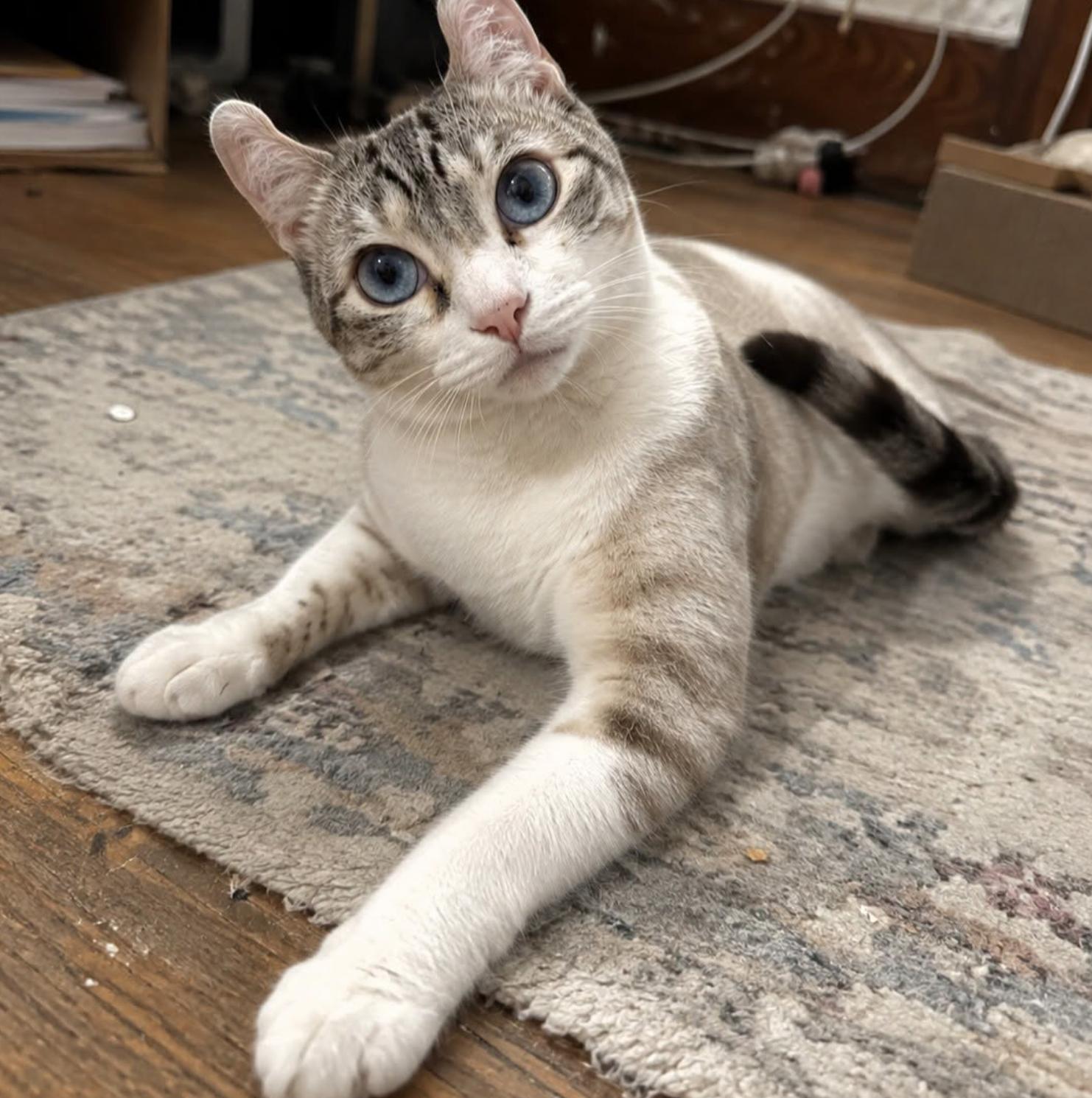 Enlarge Purrl, a Adoptable American Curl in Rochester, NY image 1/2