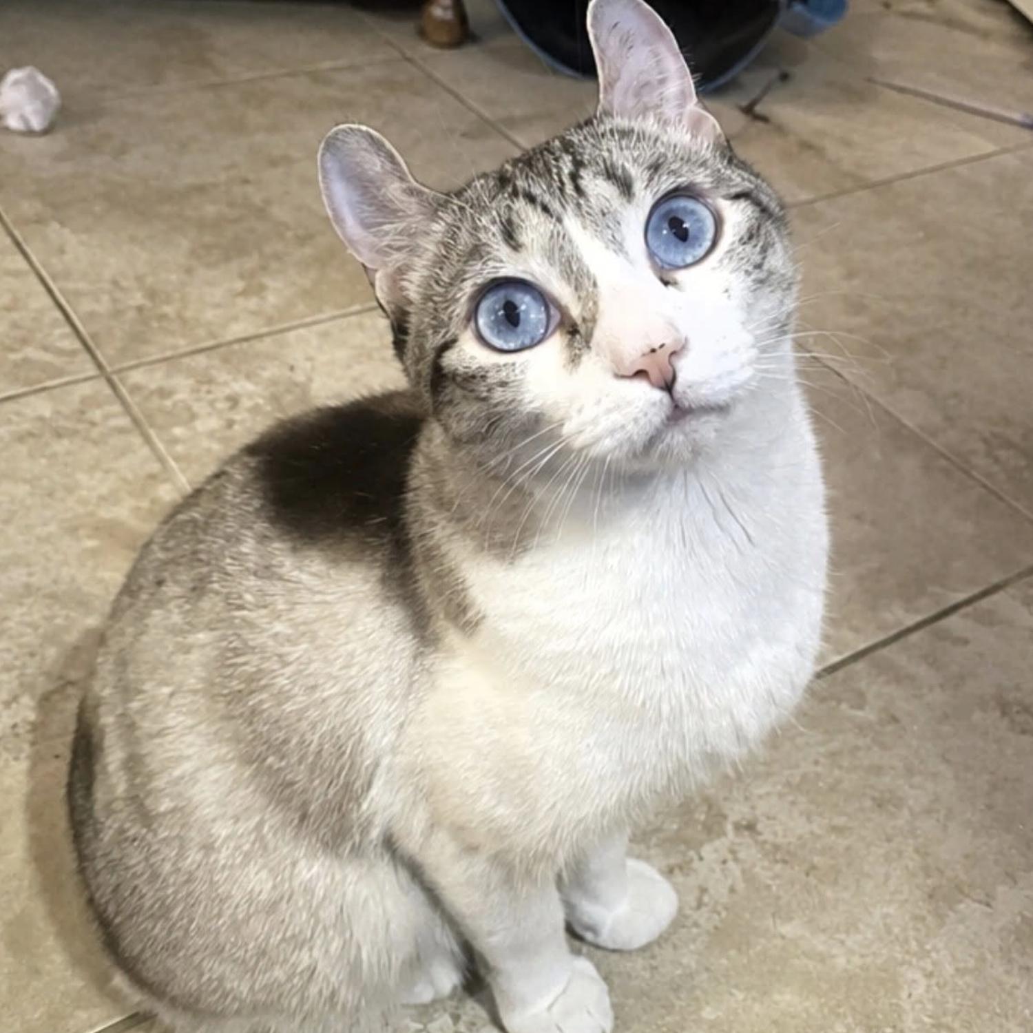 Enlarge Purrl, a Adoptable American Curl in Rochester, NY image 2/2