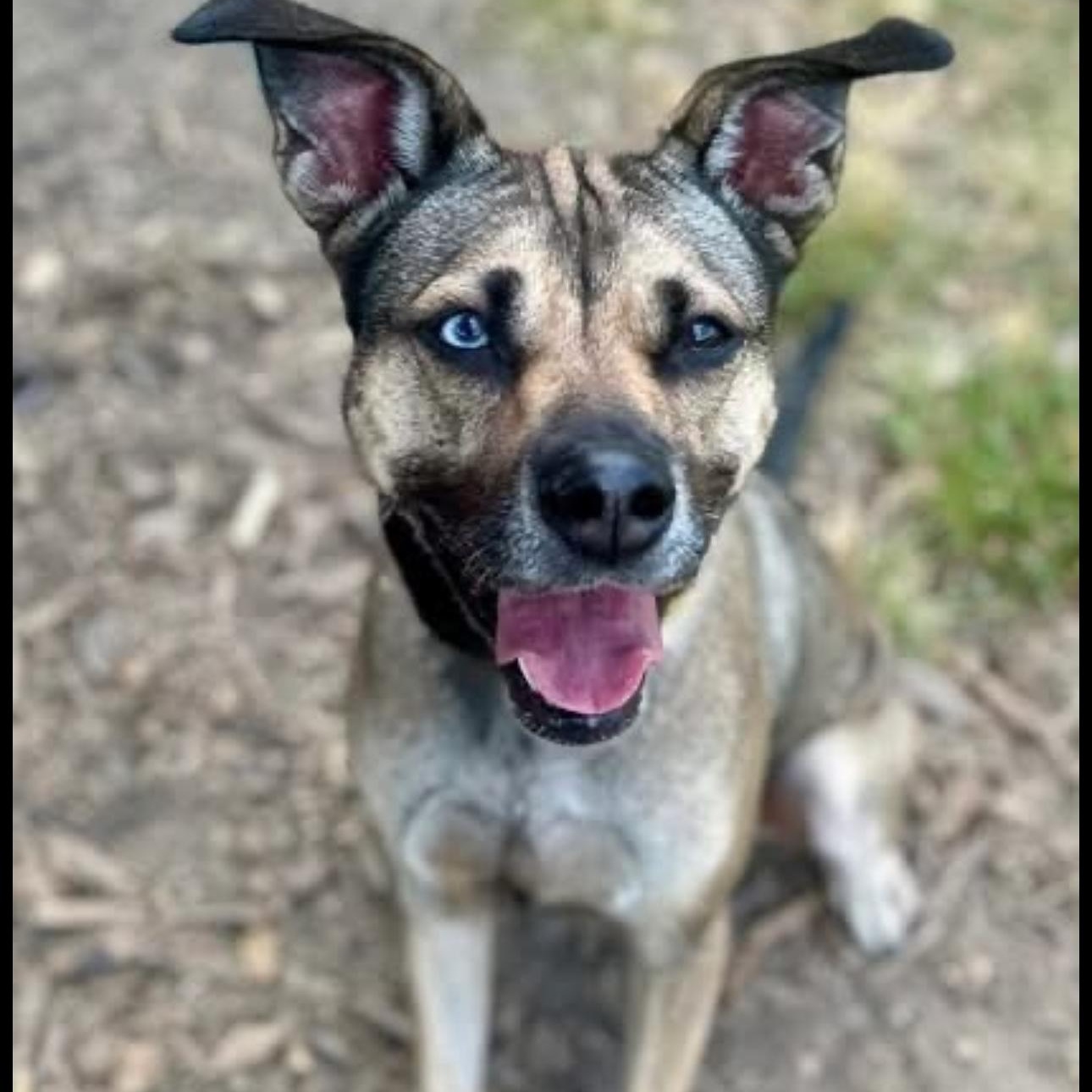 Sunflower , Adoptable, Adult Female German Shepherd Dog & Siberian Husky.