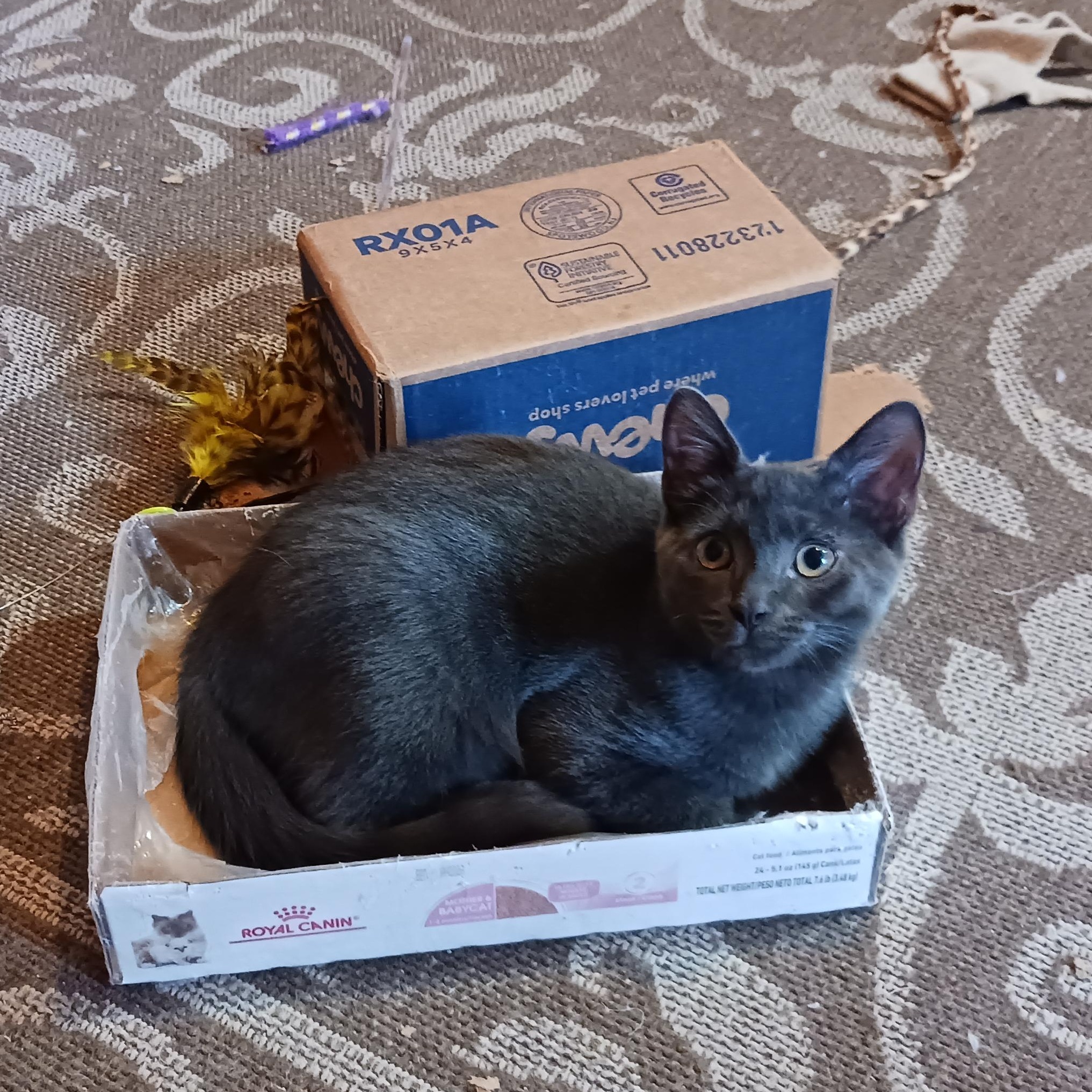 Grayson, a Adoptable Domestic Short Hair in Morgantown, WV image 2/6