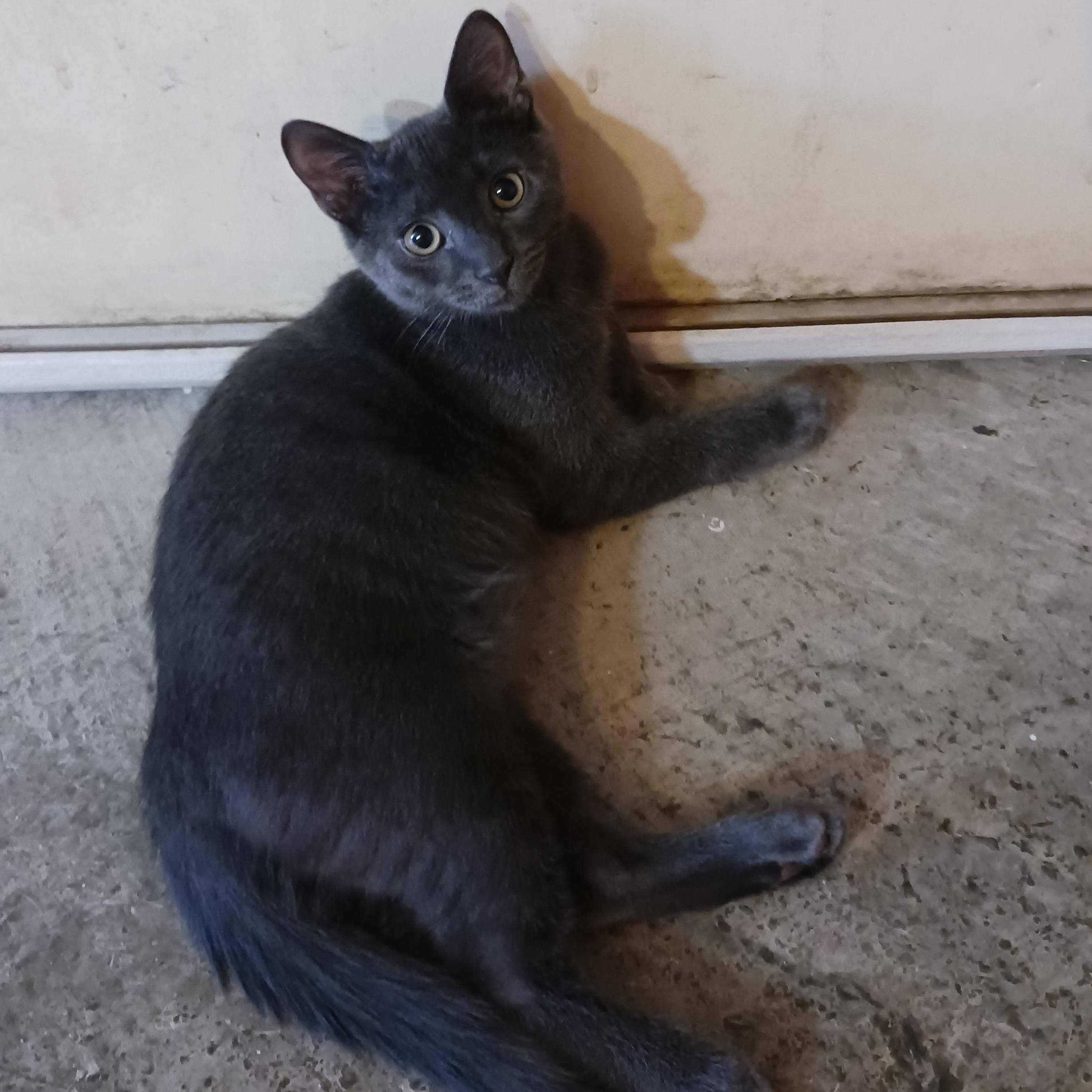 Grayson, a Adoptable Domestic Short Hair in Morgantown, WV image 3/6