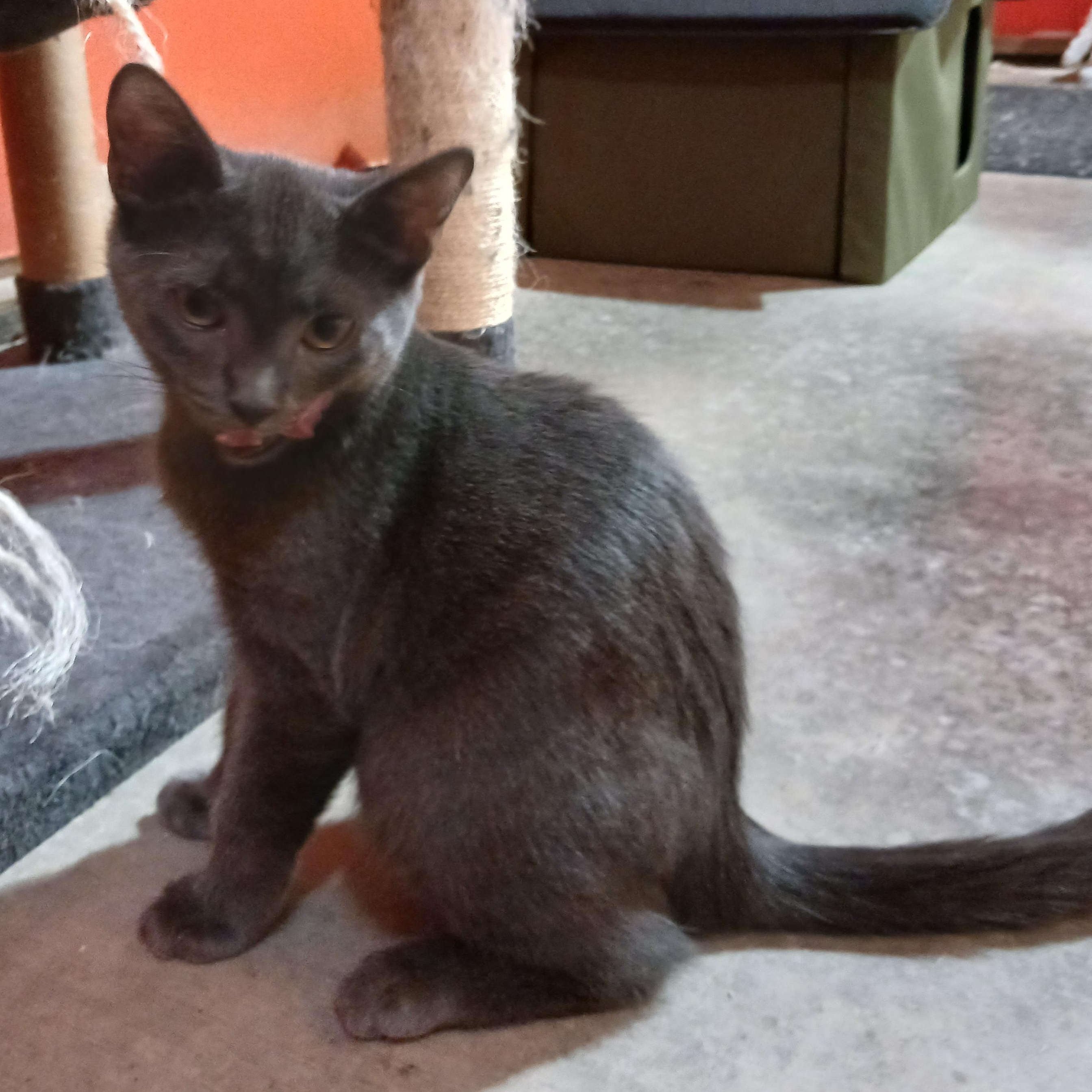 Grayson, a Adoptable Domestic Short Hair in Morgantown, WV image 5/6