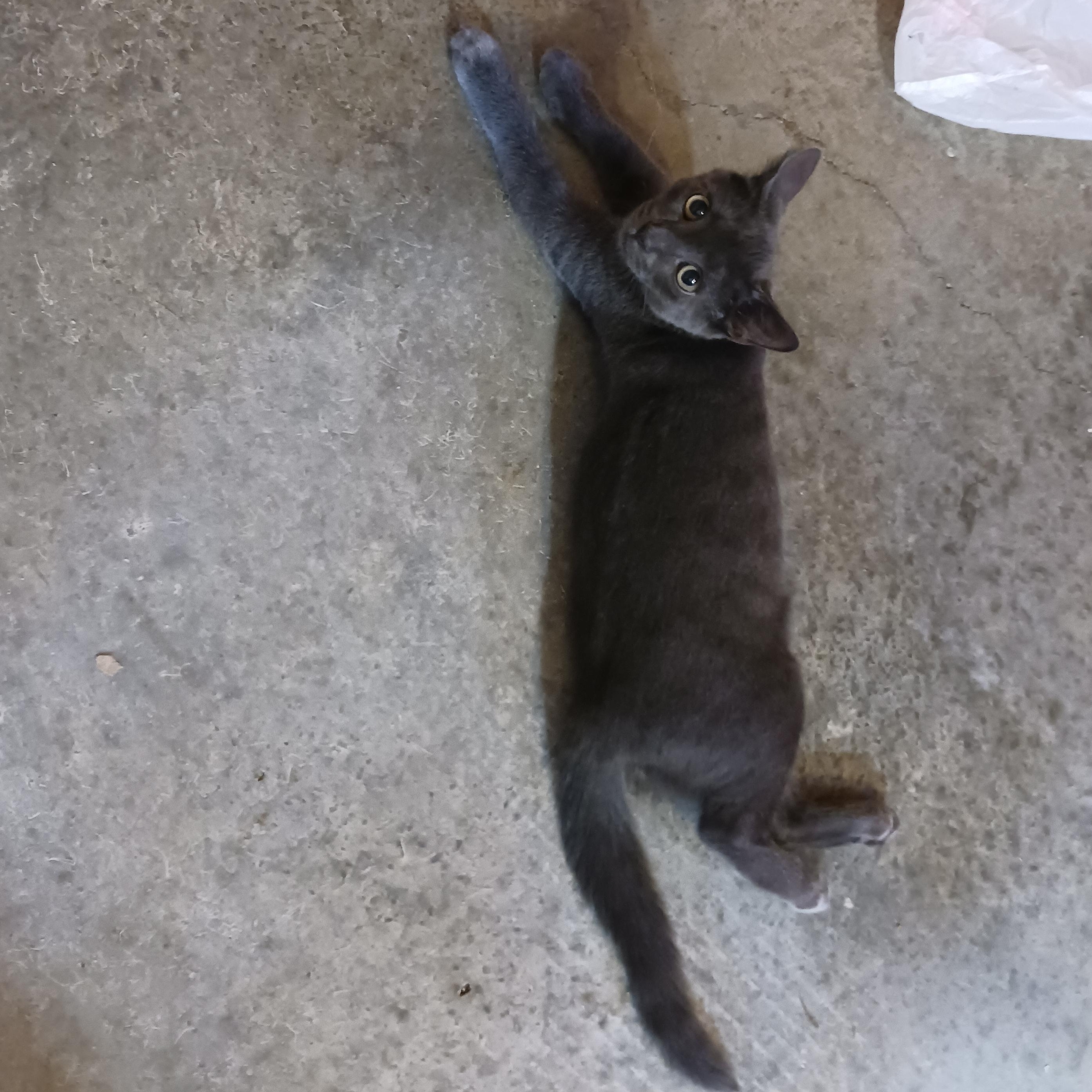Grayson, a Adoptable Domestic Short Hair in Morgantown, WV image 6/6
