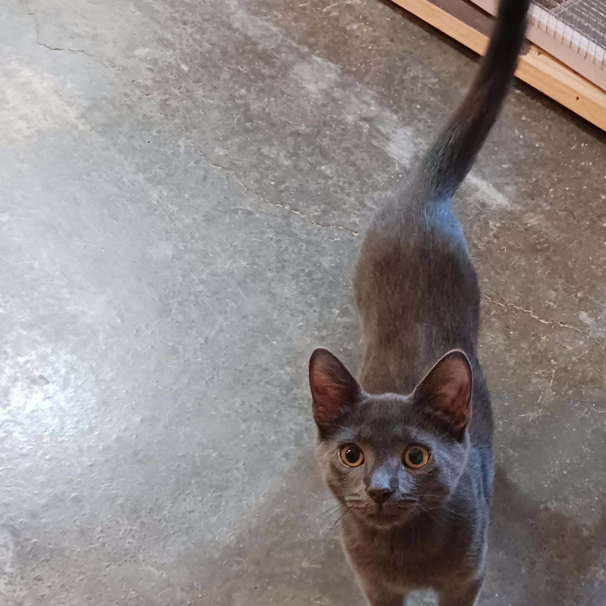 Grayson, a Adoptable Domestic Short Hair in Morgantown, WV image 4/6